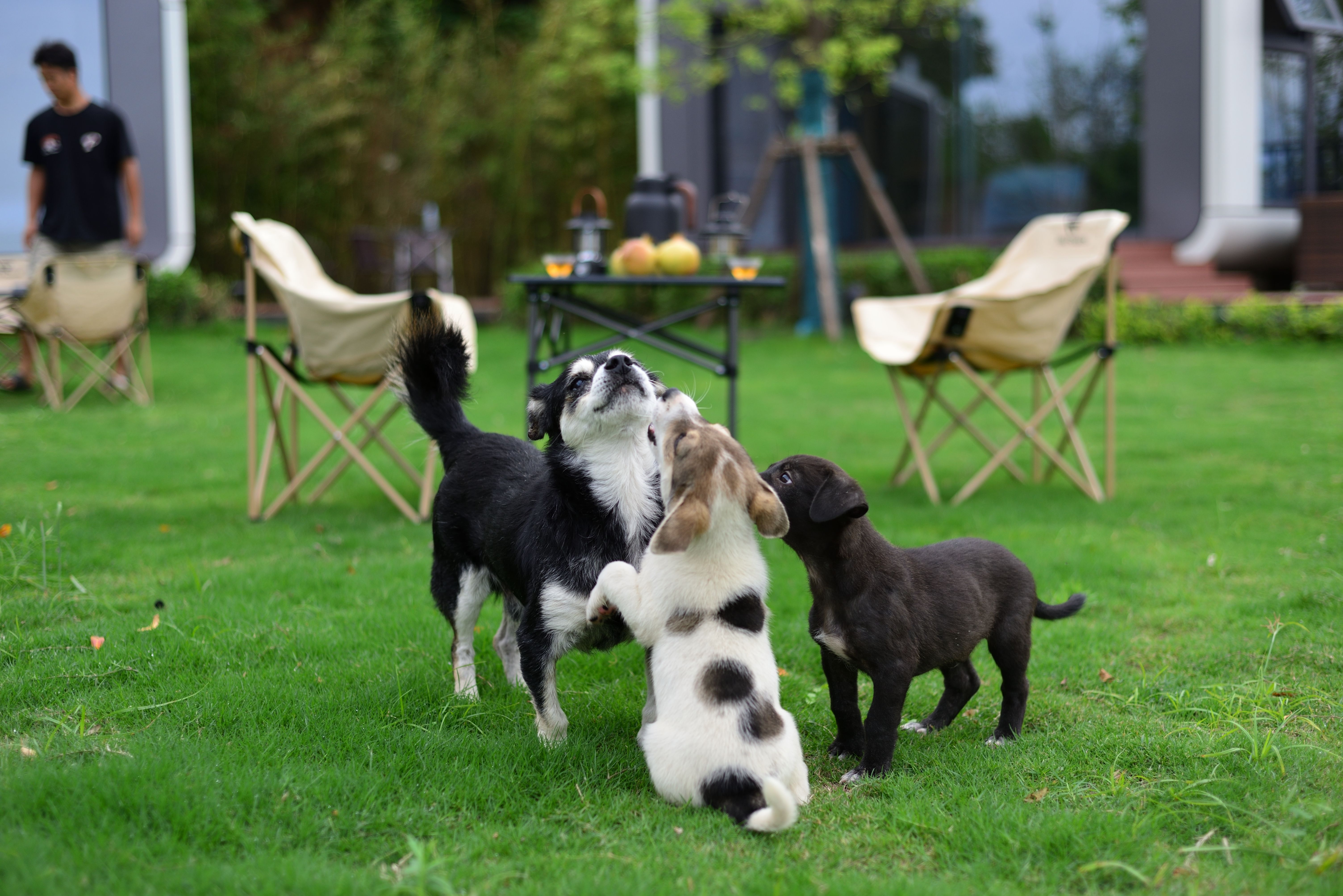 Three happy dogs playing together in a clean backyard
